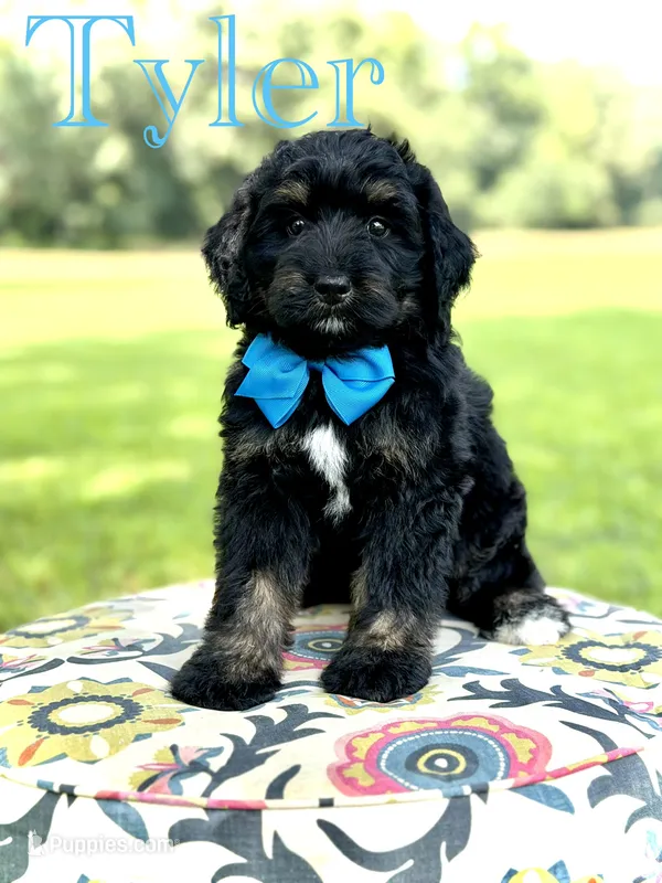F1 Tyler – Bernedoodle puppy for sale in Mayfield, KY