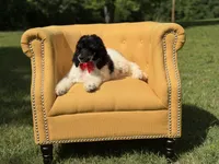 AKC Wilson , a male Poodle - Multi-Colored Standard for sale in Mayfield, KY – 5 of 10