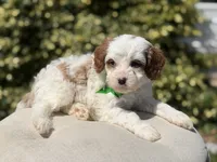 Dawson, a male Cavapoo for sale in Mayfield, KY – 4 of 10
