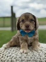 Hudson, a male Cavapoo for sale in Mayfield, KY – 5 of 10