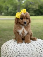 Allison, a female Miniature Goldendoodle for sale in Mayfield, KY – 3 of 10