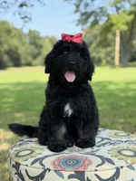 F1 Trinity, a female Bernedoodle for sale in Mayfield, KY – 9 of 10