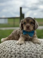 Hudson, a male Cavapoo for sale in Mayfield, KY – 4 of 10