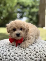 Iggy, a male Maltipoo for sale in Mayfield, KY – 8 of 10