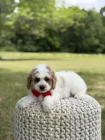 Benson, a male Miniature Goldendoodle for sale in Mayfield, KY – 7 of 10