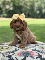 F1B Lillian, a female Cavapoo for sale in Mayfield, KY – 6 of 10