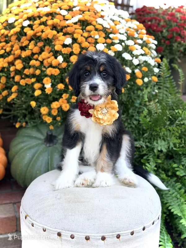 F1 Victoria – Bernedoodle puppy for sale in Mayfield, KY