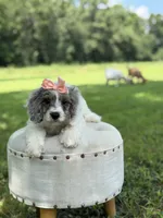 Lola, a female Cavapoo for sale in Mayfield, KY – 6 of 10