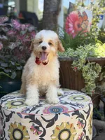 F1B Lincoln, a male Cavapoo for sale in Mayfield, KY – 8 of 10