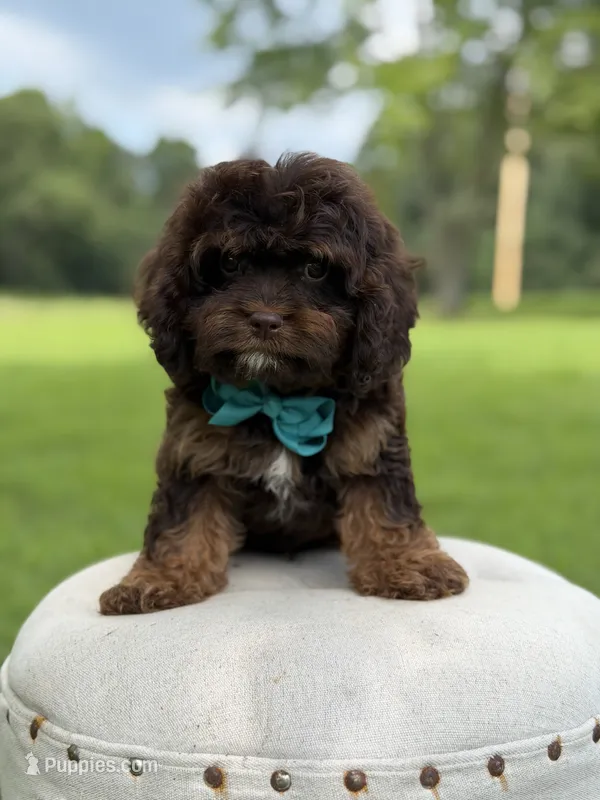 F1 Ace – Cavapoo puppy for sale in Mayfield, KY