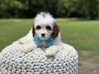 Dawson, a male Cavapoo for sale in Mayfield, KY – 8 of 10
