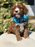 Duke, a male Cavapoo for sale in Mayfield, KY – 9 of 10