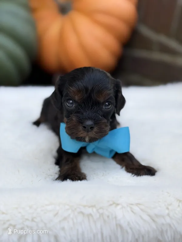 Blue bow – Cavapoo puppy for sale in Mayfield, KY