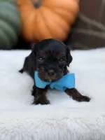 Blue bow, a male Cavapoo for sale in Mayfield, KY – 1 of 10