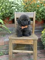 Teddy, a male Shihpoo for sale in Mayfield, KY – 9 of 10