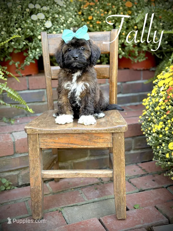 Tally – Shihpoo puppy for sale in Mayfield, KY