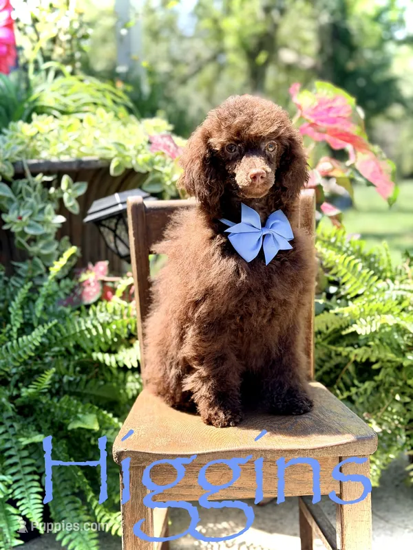 AKC Higgins – Poodle - Miniature  puppy for sale in Mayfield, KY