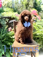 AKC Higgins, a male Poodle - Miniature  for sale in Mayfield, KY – 1 of 10