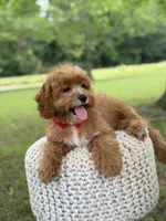 Edison, a male Cavapoo for sale in Mayfield, KY – 4 of 10