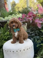 Rhett , a male Cavapoo for sale in Mayfield, KY – 2 of 10