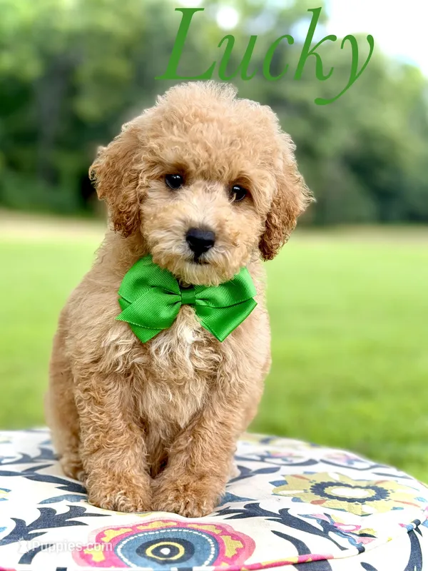 F1B Lucky – Cavapoo puppy for sale in Mayfield, KY