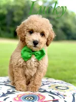 F1B Lucky, a male Cavapoo for sale in Mayfield, KY – 1 of 10