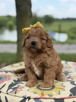 Penelope , a female Miniature Goldendoodle for sale in Mayfield, KY – 3 of 4