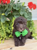 Chocolate M, a male Havapoo for sale in Mayfield, KY – 7 of 9