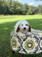Dash , a male Cavapoo for sale in Mayfield, KY – 3 of 5