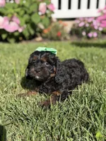 F1 Abby, a female Cavapoo for sale in Mayfield, KY – 6 of 6