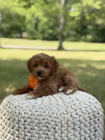 Alex, a male Miniature Goldendoodle for sale in Mayfield, KY – 10 of 10