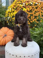 Charlie, a male Cockapoo for sale in Mayfield, KY – 3 of 10