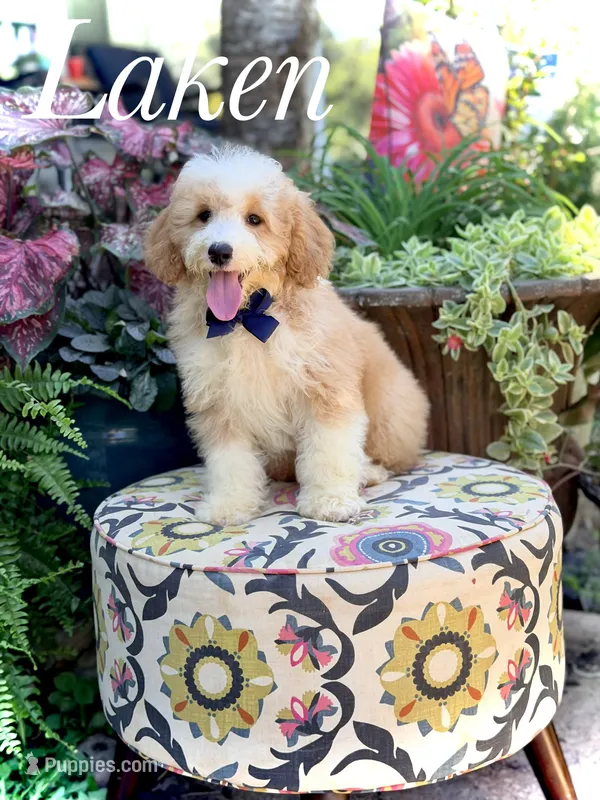 F1B Laken – Cavapoo puppy for sale in Mayfield, KY