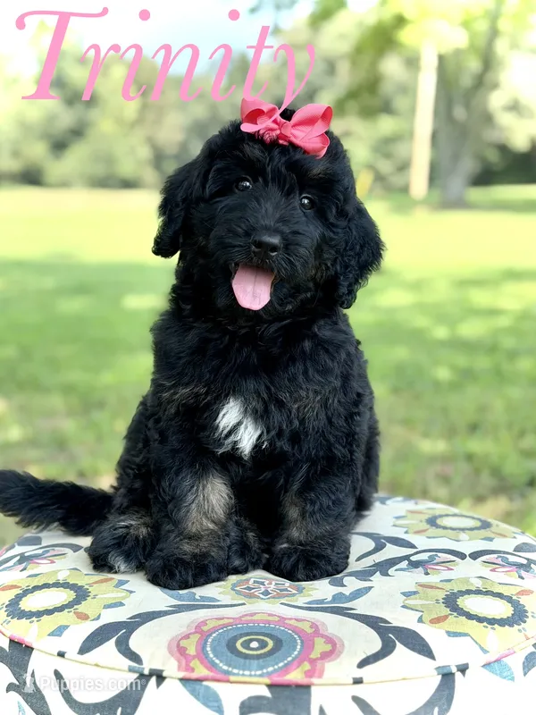 F1 Trinity – Bernedoodle puppy for sale in Mayfield, KY