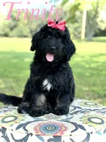 F1 Trinity, a female Bernedoodle for sale in Mayfield, KY – 1 of 10