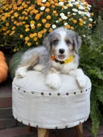 F1 Violet, a female Bernedoodle for sale in Mayfield, KY – 6 of 10