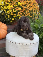 Charlie, a male Cockapoo for sale in Mayfield, KY – 10 of 10