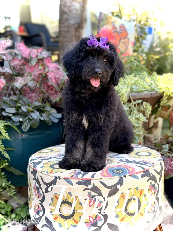 F1 Trinity – Bernedoodle puppy for sale in Mayfield, KY