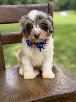 Freedom, a male Miniature Bernedoodle for sale in Mayfield, KY – 5 of 10