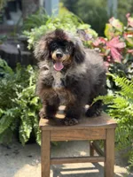 AKC DNA tested Finn, a male Poodle - Miniature  for sale in Mayfield, KY – 4 of 10