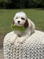 Dash , a male Cavapoo for sale in Mayfield, KY – 6 of 7