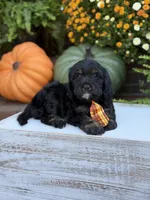 F1 Scout, a male Cavapoo for sale in Mayfield, KY – 10 of 10