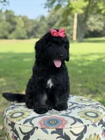 F1 Trinity, a female Bernedoodle for sale in Mayfield, KY – 7 of 10