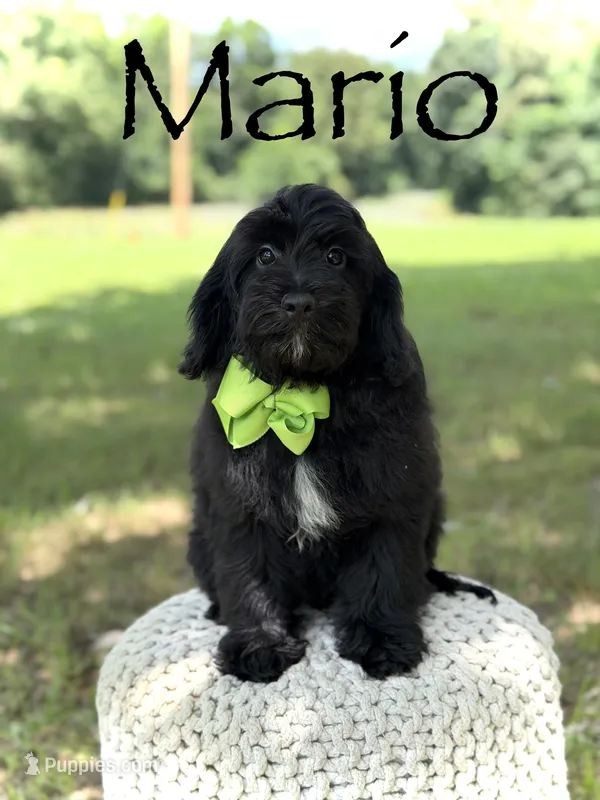 Mario – Miniature Goldendoodle puppy for sale in Mayfield, KY