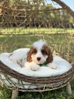 F1B Colton, a male Cavapoo for sale in Mayfield, KY – 6 of 10
