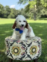 Dash , a male Cavapoo for sale in Mayfield, KY – 4 of 5