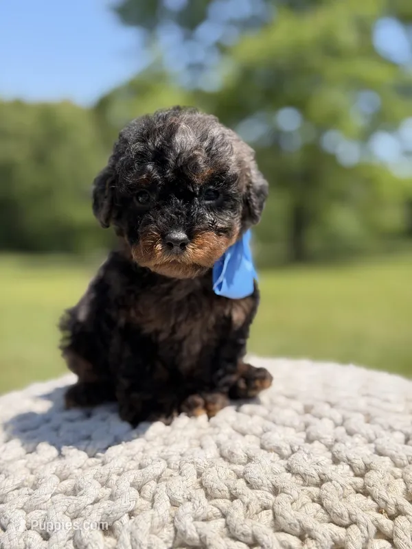 AKC Finn – Poodle - Miniature  puppy for sale in Mayfield, KY