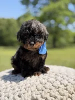 AKC Finn, a male Poodle - Miniature  for sale in Mayfield, KY – 1 of 6
