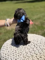 AKC Finn, a male Poodle - Miniature  for sale in Mayfield, KY – 5 of 6