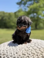 AKC Finn, a male Poodle - Miniature  for sale in Mayfield, KY – 6 of 6